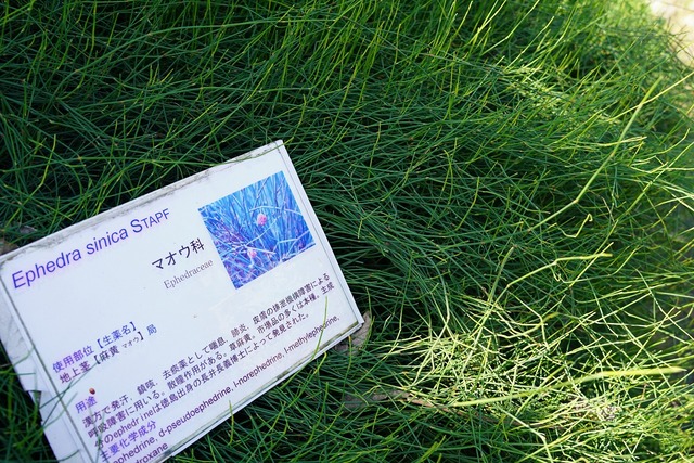 薬草が栽培されています。