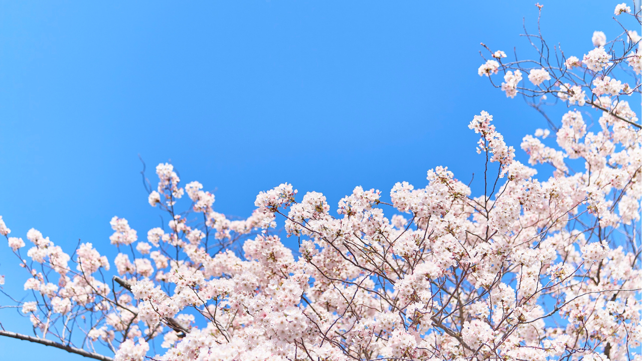 石井キャンパス生のお花見スポットといえばココ！石井キャンパスの桜並木と夜桜ライトアップ