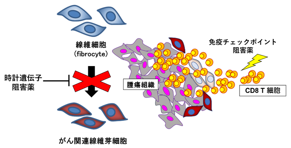 L-15-2.Overcoming immune exclusion by clock gene inhibition