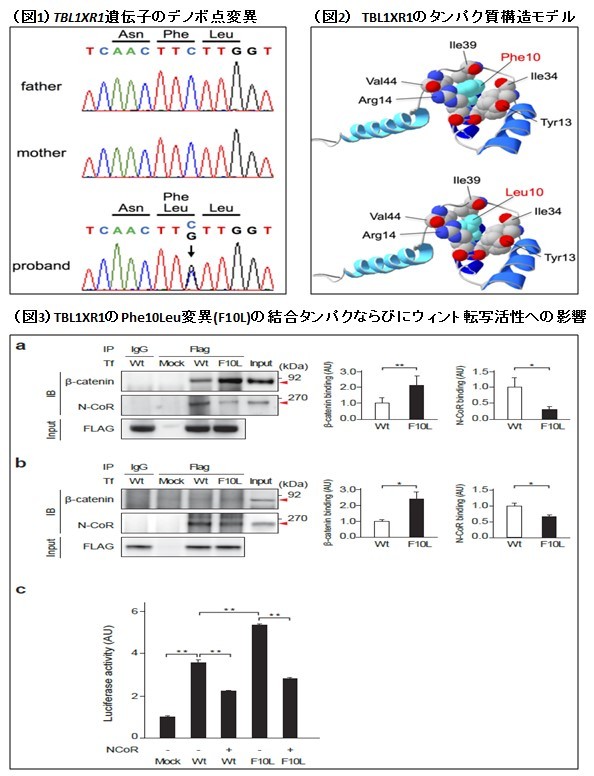 大特価 言い換え TBL1XR1遺伝子のデノボ点変異がウィントシグナリングの活性を 生物学