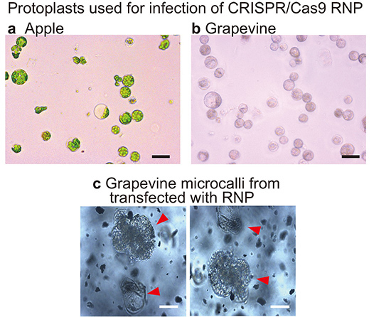 植物ゲノム編集プロトコルーcrispr cas9による果樹の高効率ゲノム編集 国立大学法人 徳島大学