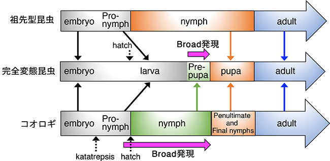 図4.