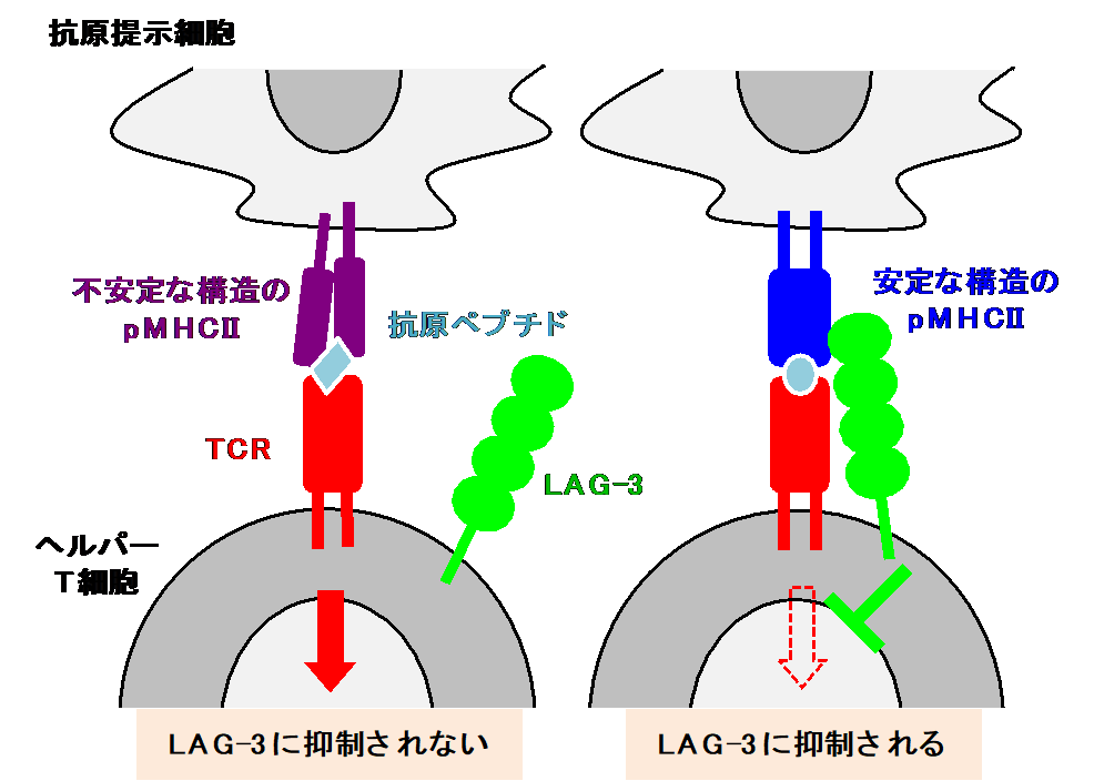 maruhashi_img1.png