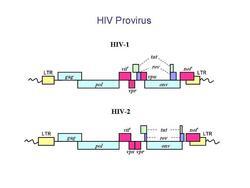 HIV Provirus