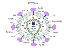 HIV Virion