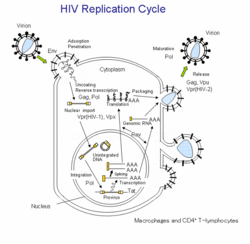 HIV Replication Cycle